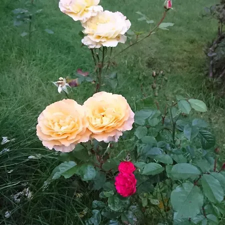 Utsiken Appartement *