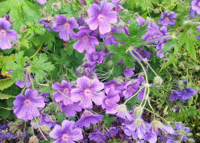 Utsiken Апартаменты